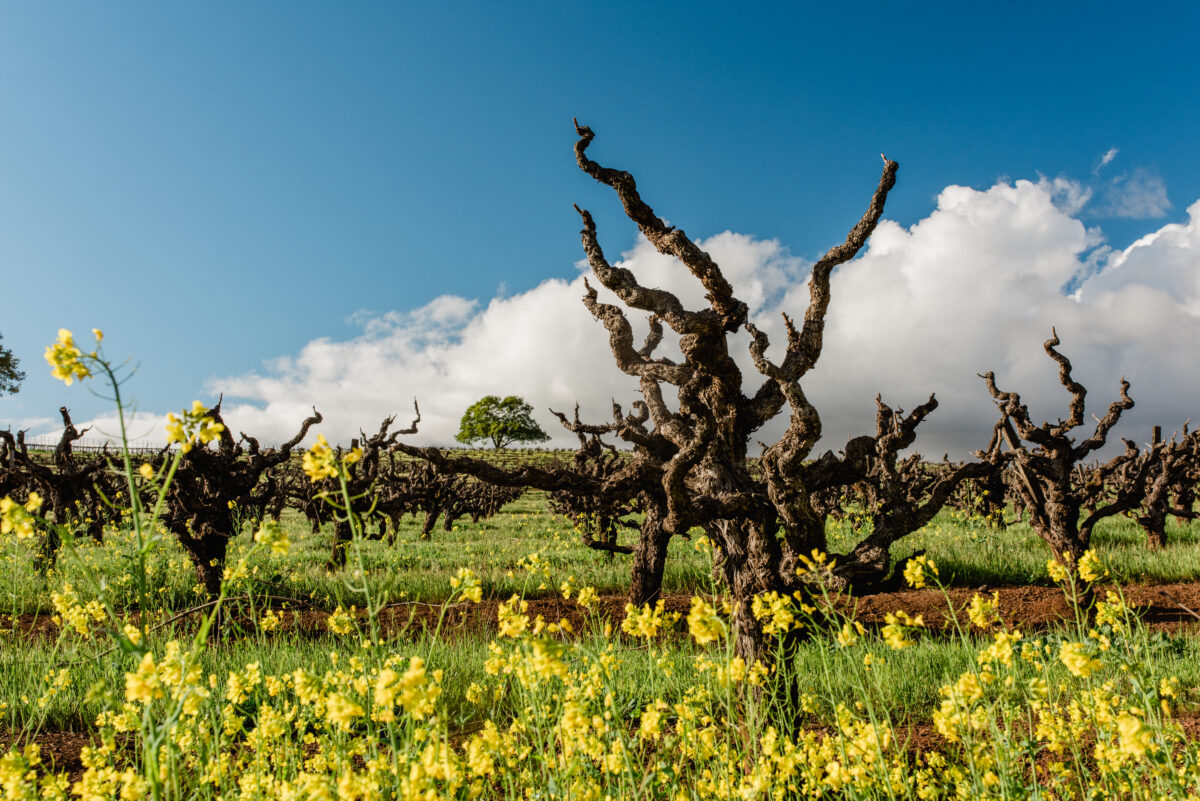 An old vine at Kunde Family Winery in Kenwood is surrounded by mustard in bloom. (Rebecca Gosselin/for Sonoma Magazine)