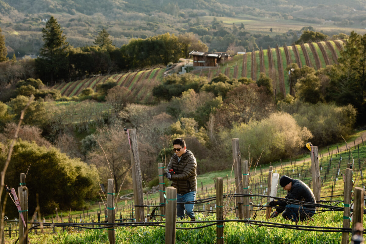 Vineyard manager Marco Garcia of Healdsburg's Capo Creek Ranch carefully prunes old-vine Zinfandel in a newer hilltop block with a sweeping view of Dry Creek Valley. (Rebecca Gosselin)