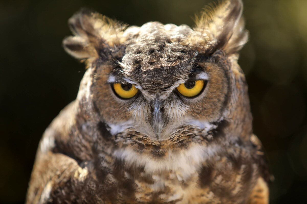 A Great Horned Owl stares into the camera for his portrait at the 5th annual 'Festival of Feathers' at the Bird Rescue Center in Santa Rosa on Saturday. (John Burgess/The Press Democrat)