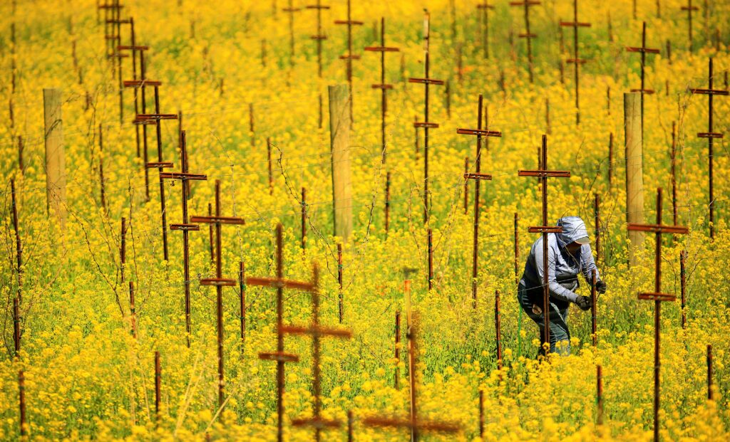Mounts Family Winery vineyard worker Maria Santian, prunes wine grapes in the west Dry Creek Valley amid a cover crop of mustard, Tuesday, March 10, 2020 near Healdsburg (Kent Porter / The Press Democrat) 2020