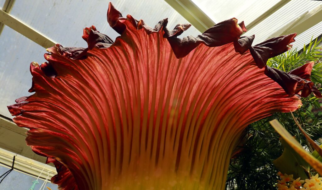 A Corpse Flower (Amorphophallus titanum) at California Carnivores. (John Burgess/The Press Democrat)