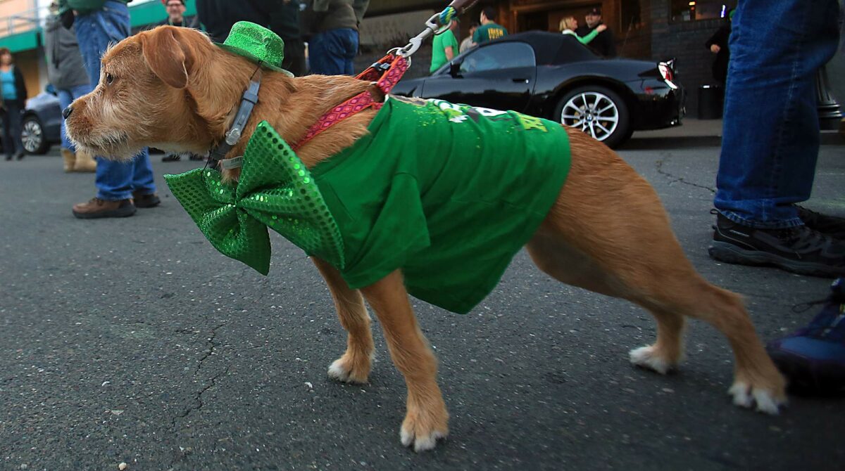 Paisley the pooch was all dressed up and ready to go at the Healdsburg St. Patrick's Day parade on Friday, March 17, 2017. (Kent Porter/The Press Democrat)