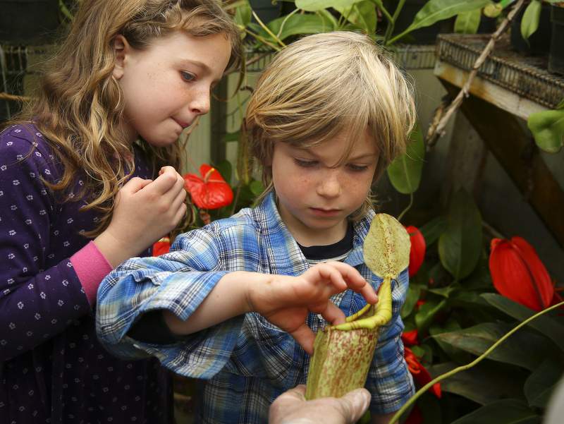 Bellavida Pope, left, and her brother Thunder, 5, touch a carnivorous plant at California Carnivores. (Conner Jay/The Press Democrat)