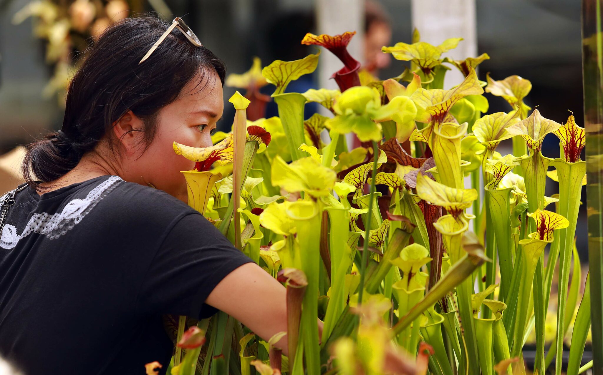 8 Favorite Specialty Nurseries in Sonoma County Sonoma Magazine