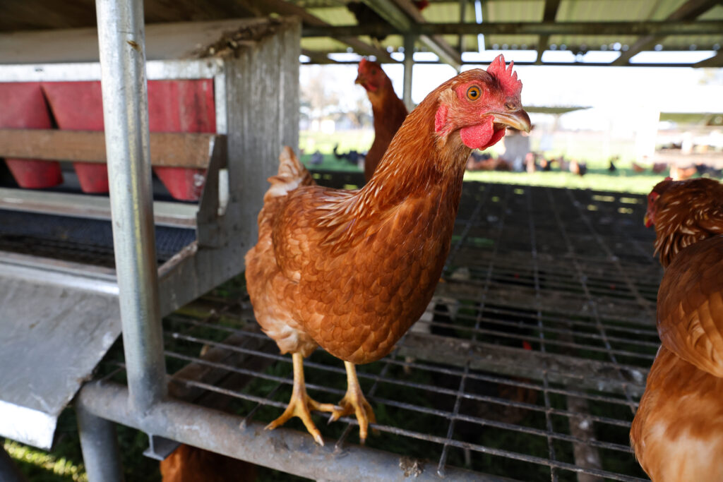 A hen at Wise Acre Farm in Windsor on Wednesday, January 12, 2022. (Christopher Chung/The Press Democrat)