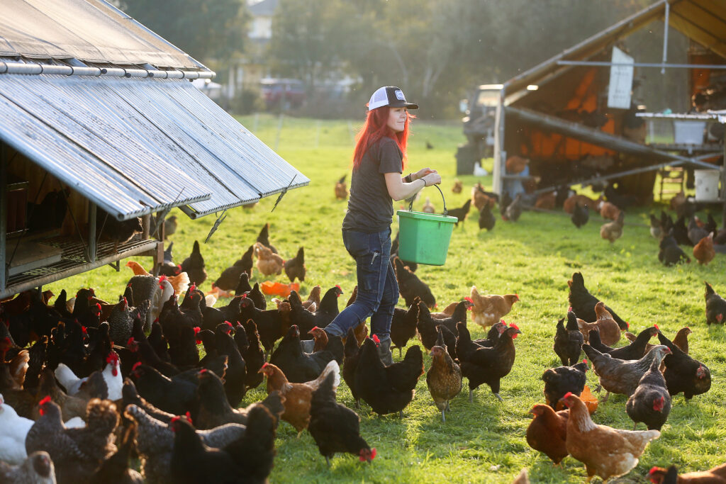 Tiffany Holbrook carries a bucket to collect eggs at Wise Acre Farm in Windsor on Wednesday, January 12, 2022. (Christopher Chung/The Press Democrat)