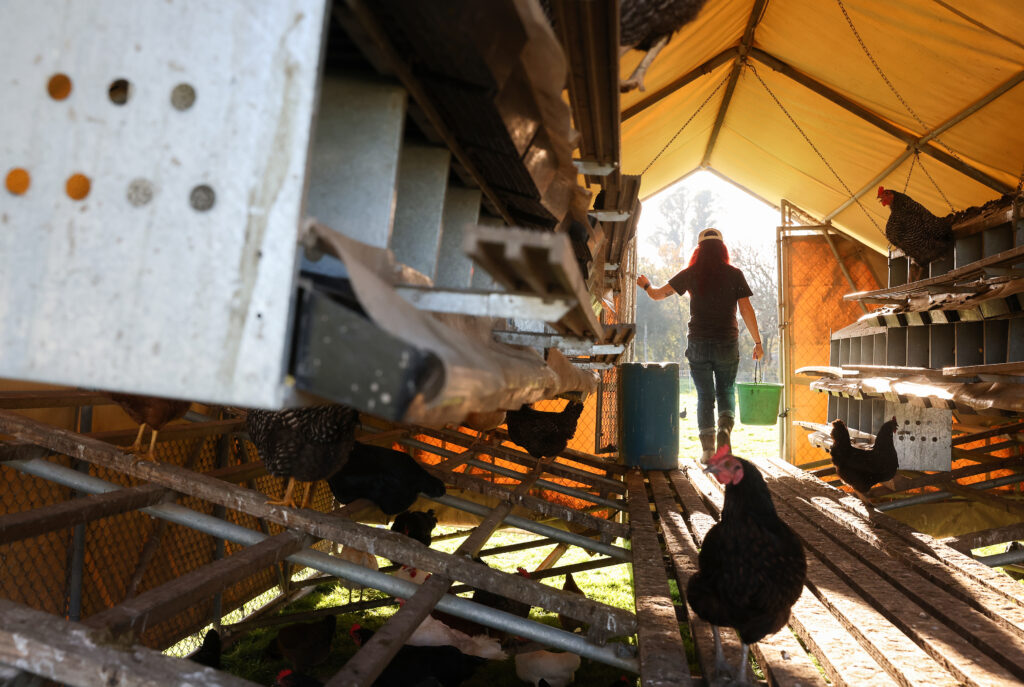 Tiffany Holbrook carries a bucket of eggs she collected at Wise Acre Farm in Windsor on Wednesday, January 12, 2022. (Christopher Chung/The Press Democrat)