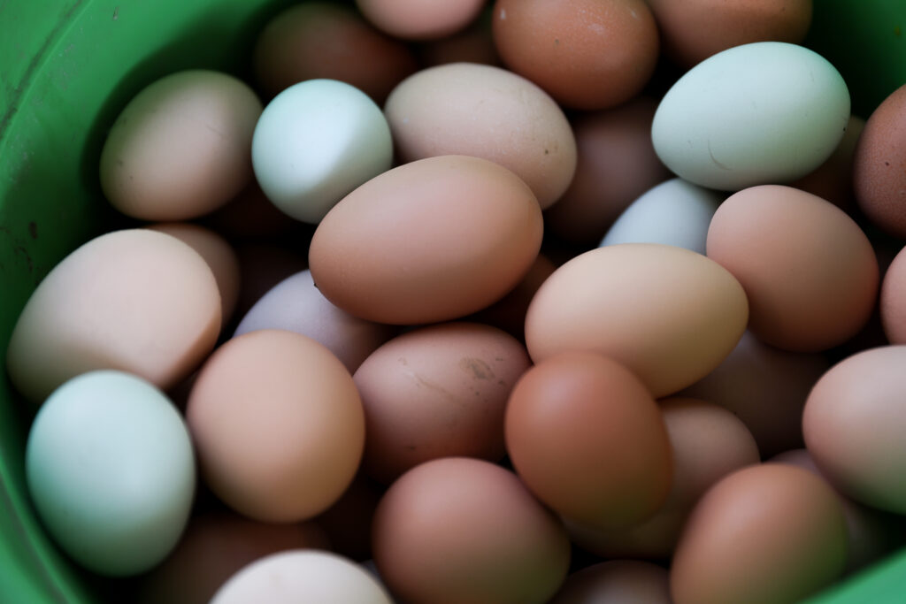 A bucket of eggs awaits washing at Wise Acre Farm in Windsor on Wednesday, January 12, 2022. (Christopher Chung/ The Press Democrat)