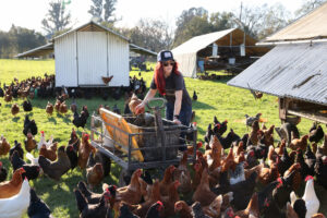 Tiffany Holbrook prepares to feed the chickens at Wise Acre Farm in Windsor. (Christopher Chung/The Press Democrat)