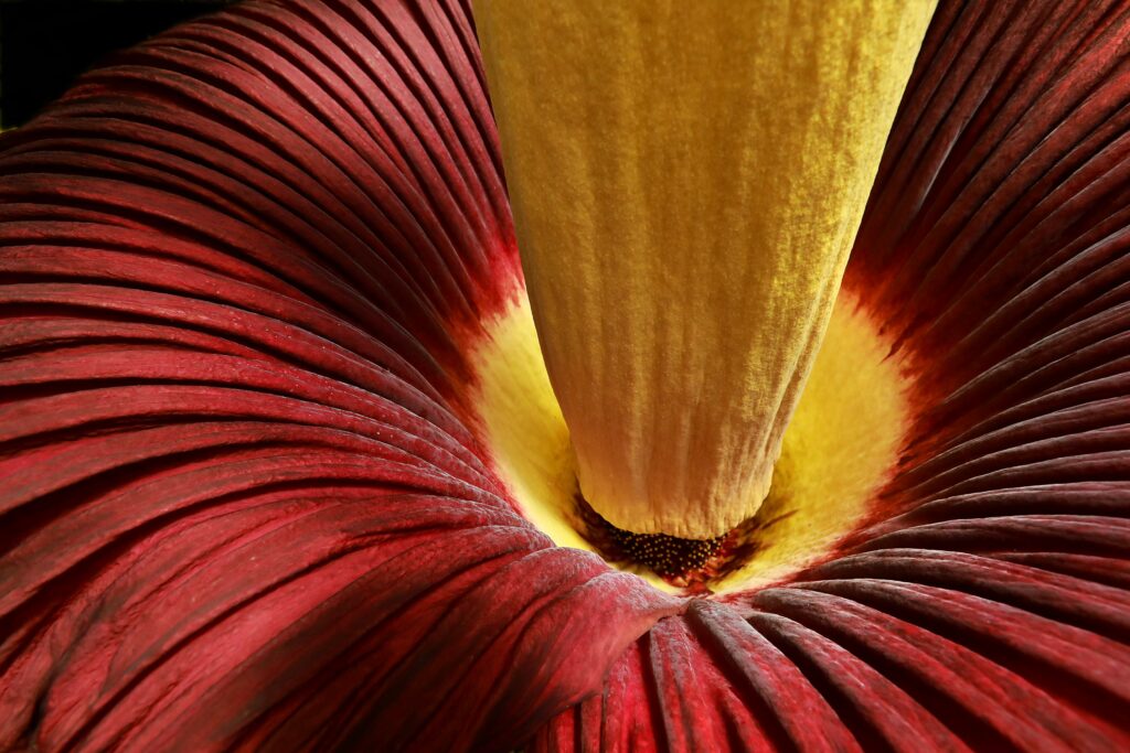 A view inside the Corpse Flower (Amorphophallus titanum) an odiferous, seldom blooming plant in full display at California Carnivores in Sebastopol. (John Burgess/The Press Democrat)