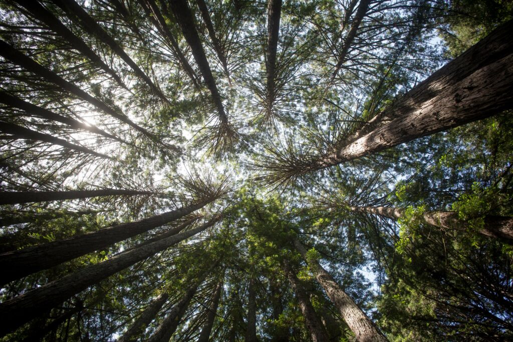 Jeremy Portje / For The Press DemocratA redwood canopy provides shade and beauty in the Pomo Canyon Campground.