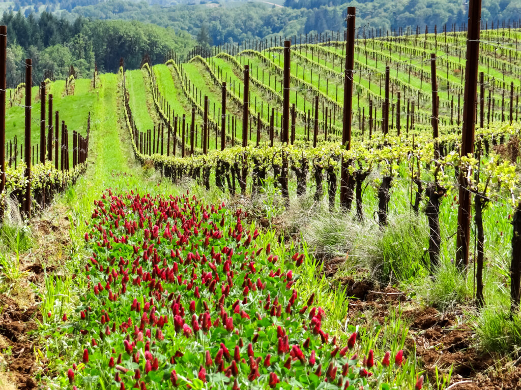 More and more Sonoma grapegrowers are using cover crops, like this red clover, to build soil health without the use of chemical fertilizers. (Shutterstock)