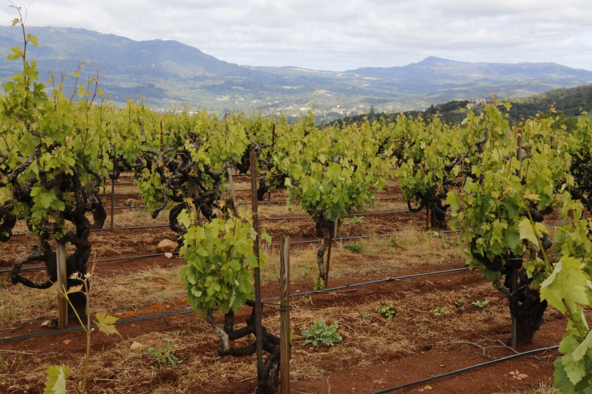 Vineyard at Monte Rosso clearly shows the 'Red Hill clay loam' of the mountain property, overlooking Sonoma Valley, on May 17, 2019. (Christian Kallen/Index-Tribune)