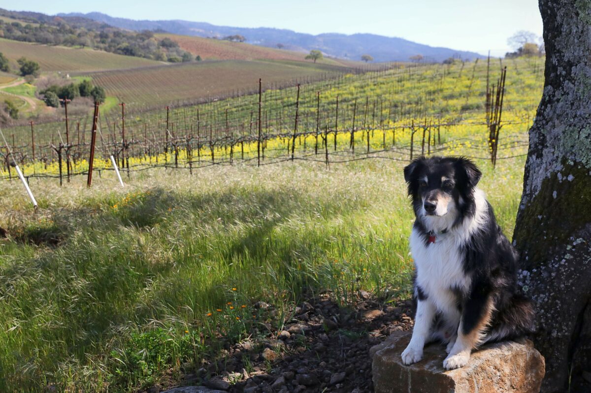 Cooper, Jeff Kunde's dog, helps to lead the various dog hikes that are held at Kunde Family Winery near Kenwood. (Christopher Chung/The Press Democrat)