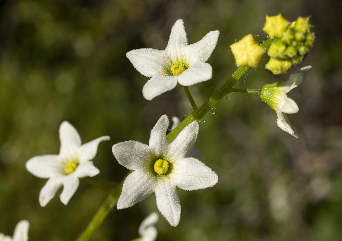 California manroot, Marah fabacea found next to the Lover's Leap rocks in Sugarloaf State Park. (John Burgess/The Press Democrat)