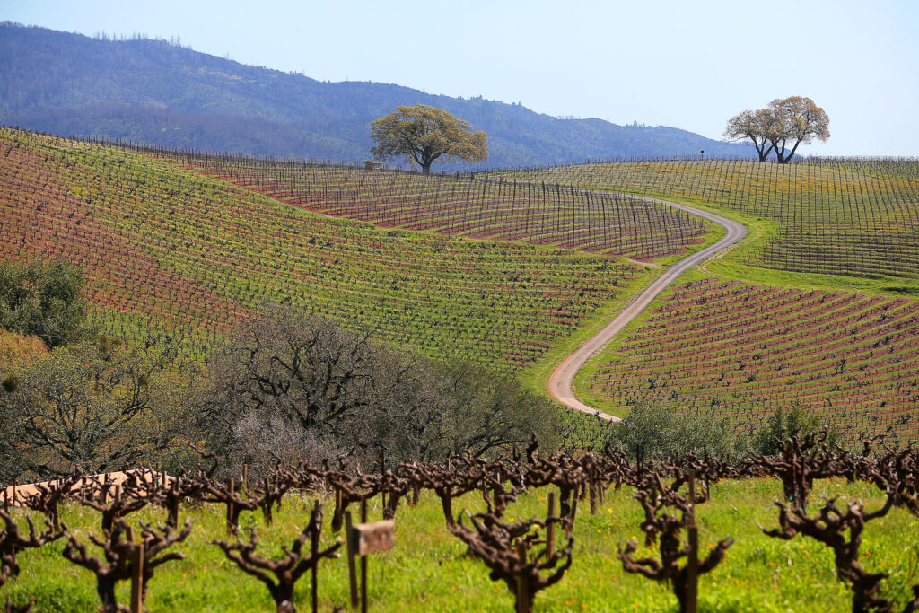 Guests that participate in the estate and dog hikes offered at Kunde Family Winery are treated to beautiful views of the property's hillside vineyards. (Christopher Chung/ The Press Democrat)