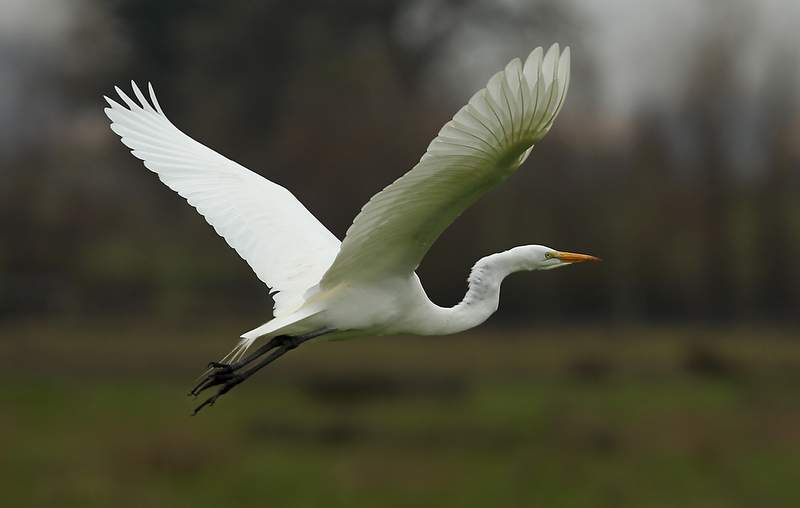 An egret takes flight on the Laguna de Santa Rosa. The 16-mile waterway will be designated as a wetlands of international importance next month.