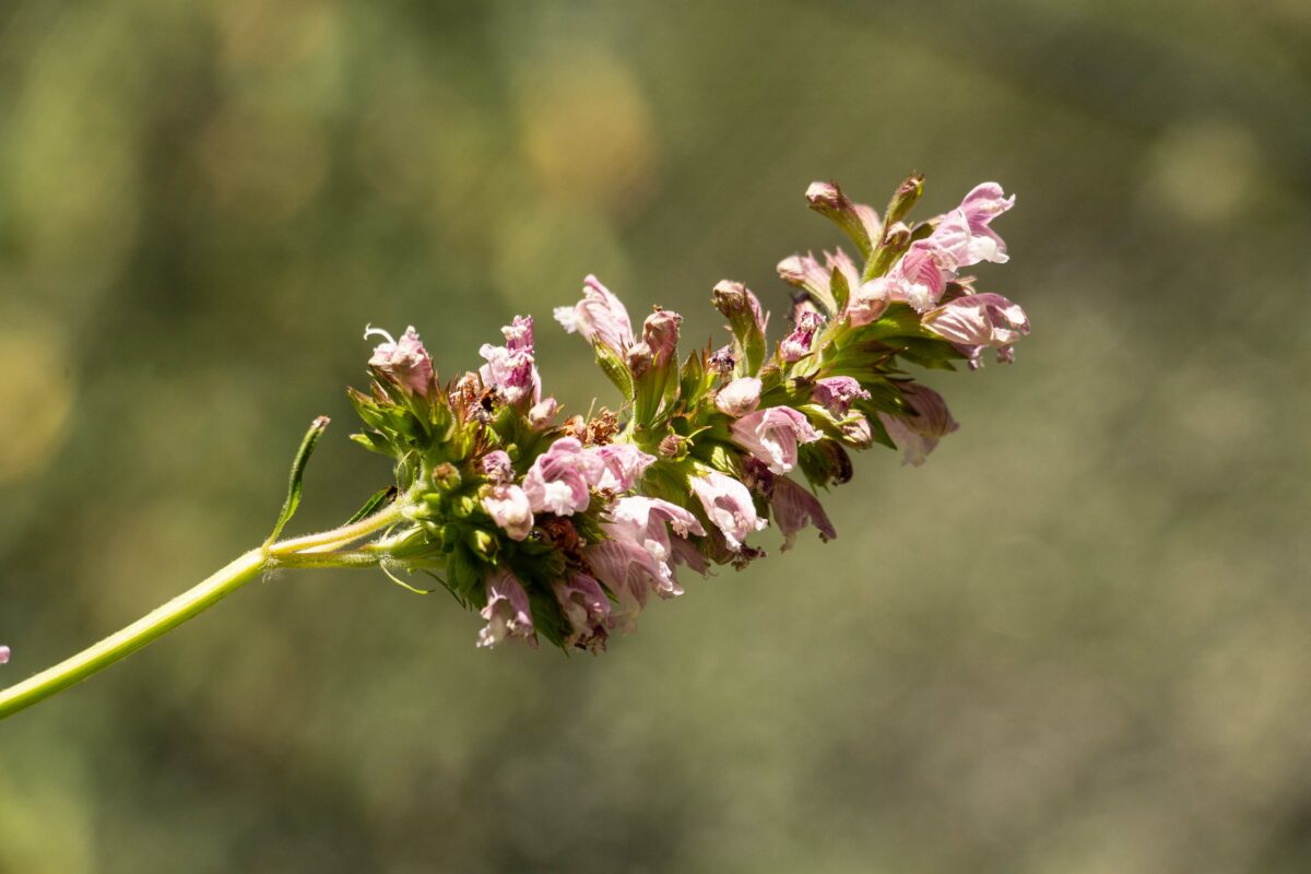 Find Inner Peace and Unique Plant Varieties at These West County