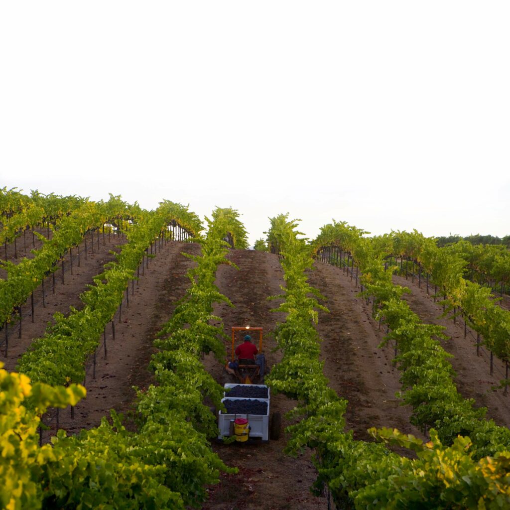 Vineyards at J Vineyards and Winery in the Russian River Valley, known for sparkling wines, but also for still wines such as pinot noir, because, according to owner Judy Jordan, of the soil. (handout)