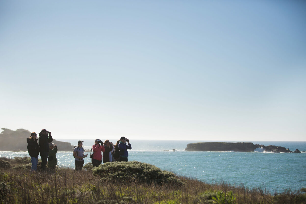 Whale watching at Gualala Point Regional Park on the Sonoma Coast. (Sonoma County Tourism)