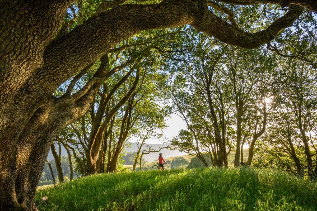 Romany McNamara mountain biking on Willow Creek trail in west Sonoma County. (Jerry Dodrill Photography)