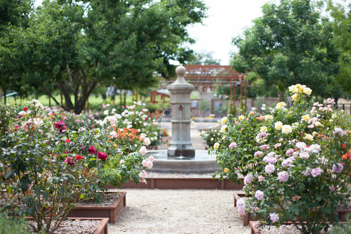 The rose garden is a perfect place for sipping Bricoleur’s rosés. (Courtesy of Bricoleur Vineyards)