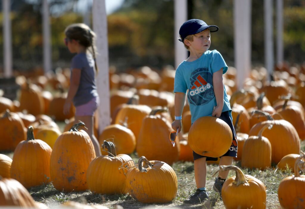 Eden Lapides, 4, picks out a pumpkin at Punky's pumpkin patch in Santa Rosa, on Thursday, October 26, 2017. (BETH SCHLANKER/ The Press Democrat)