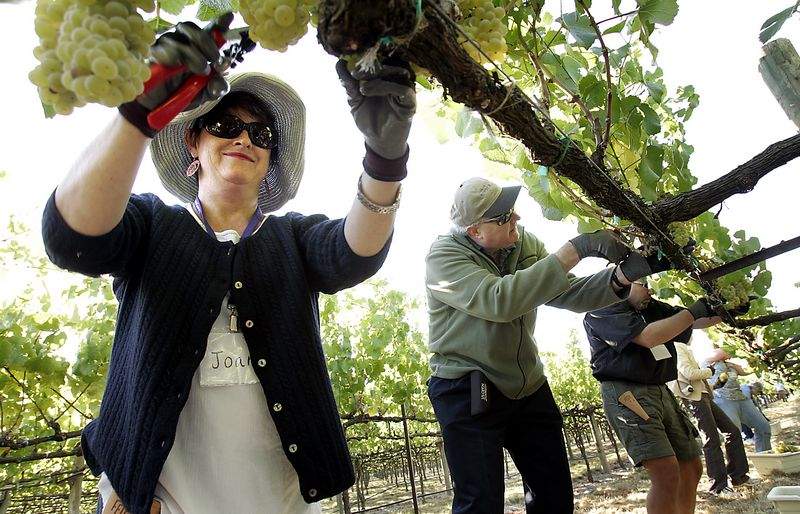Guests will be invited to harvest grapes during Trombetta Winery’s Harvest Wine Camp. (John Burgess / The Press Democrat, 2007)