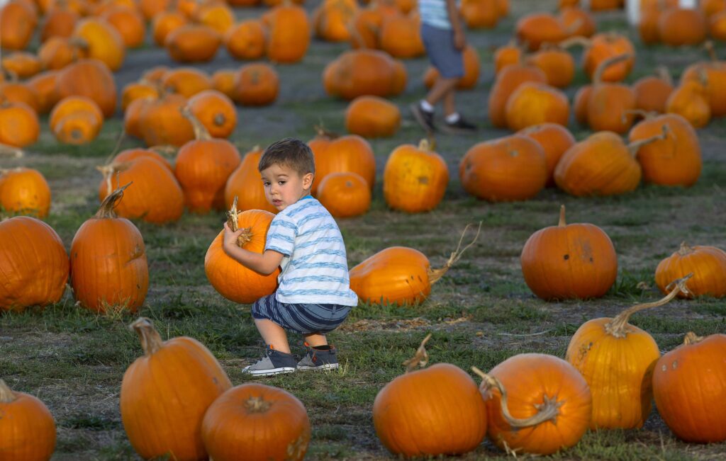Josh Bigelow, 3, struggles with his perfect pumpkin at Punky's Pumpkins at the Luther Burbank Center in Santa Rosa. (photo by John Burgess/The Press Democrat)