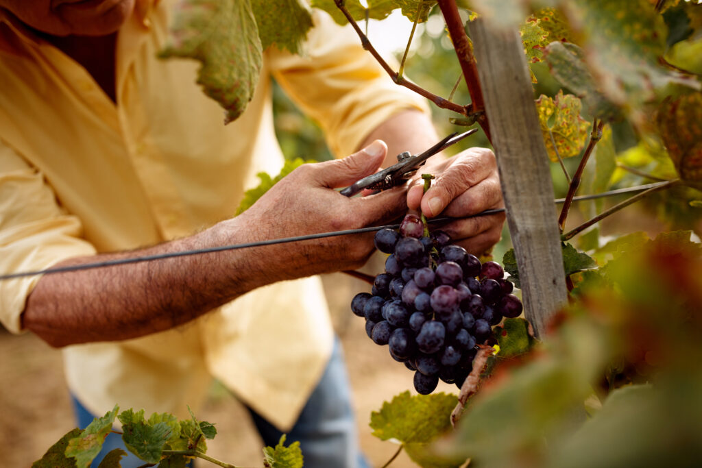 Harvest ripe grapes off the vine during West Wines’ Winemaker Harvest Walk and Tasting on Sept. 18. (Shutterstock)