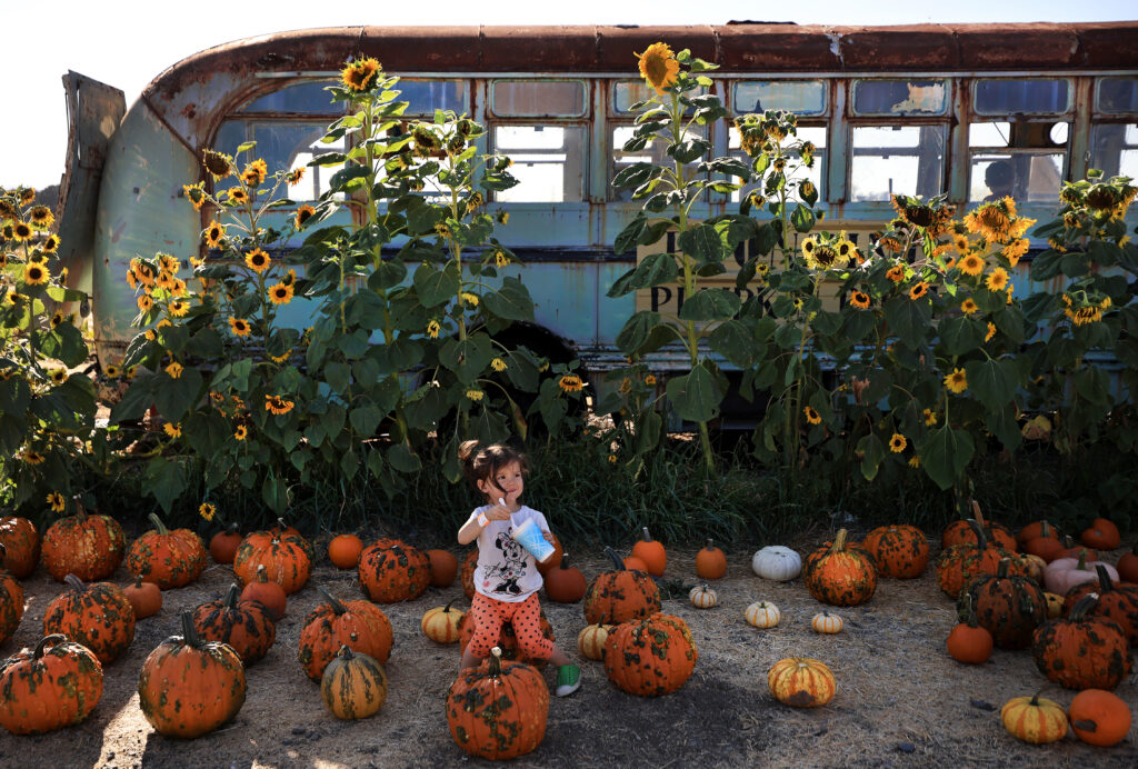 Three year-old Brooklynn Sams of Brentwood parks for a brief ice cream break at Pronzini Farms in Petaluma, Saturday, Oct. 2, 2021. (Kent Porter / The Press Democrat) 2021