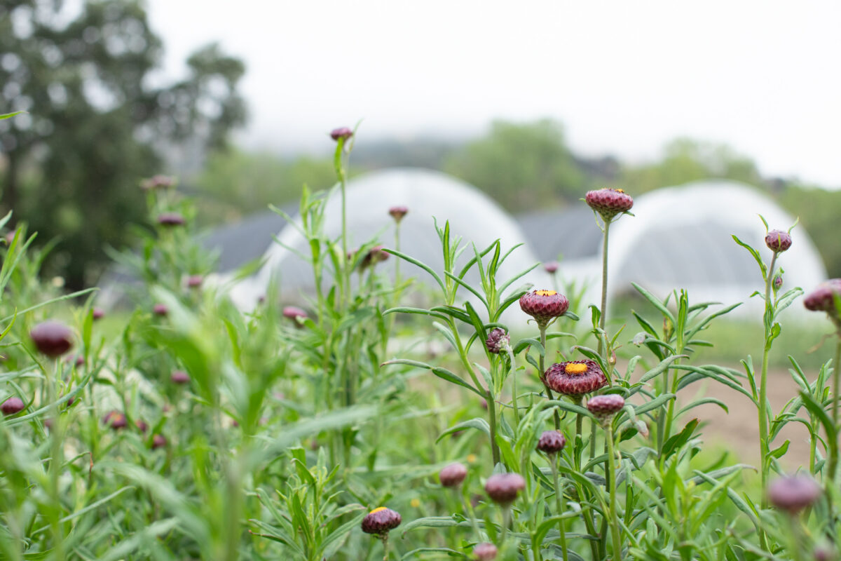 At Front Porch Farm in Healdsburg. (Eileen Roche)