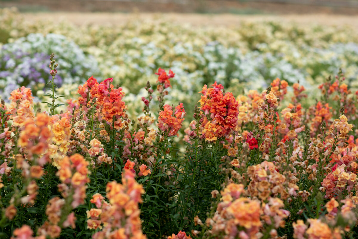 At Front Porch Farm in Healdsburg. (Eileen Roche)