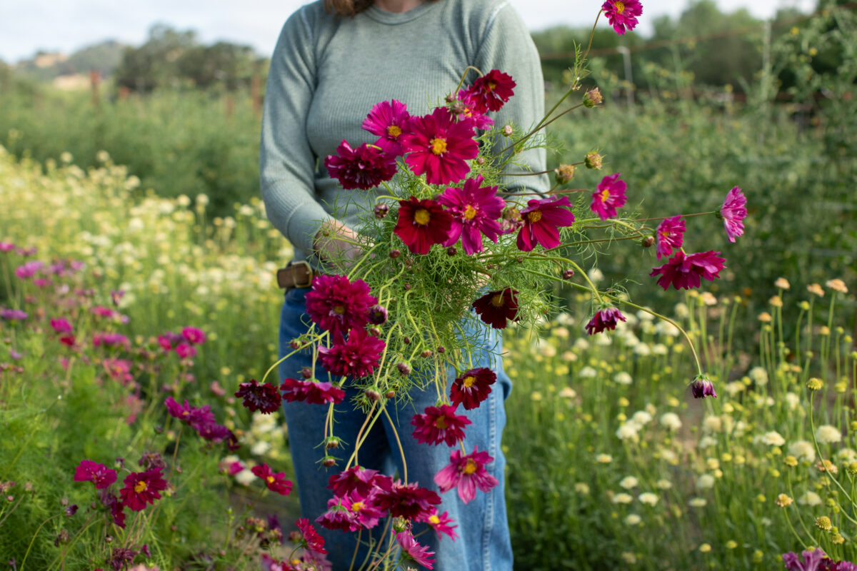 At Front Porch Farm in Healdsburg. (Eileen Roche)