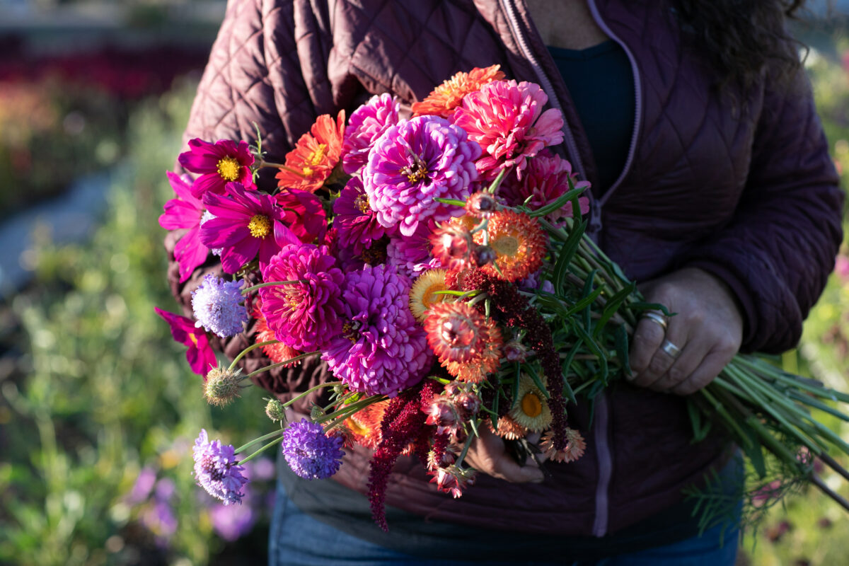 Jude Crawford of Zannah Farms in Santa Rosa cuts and arranges fresh bouquets daily for their farmstand, and sells buckets of flowers for DIY arrangements. (Eileen Roche)