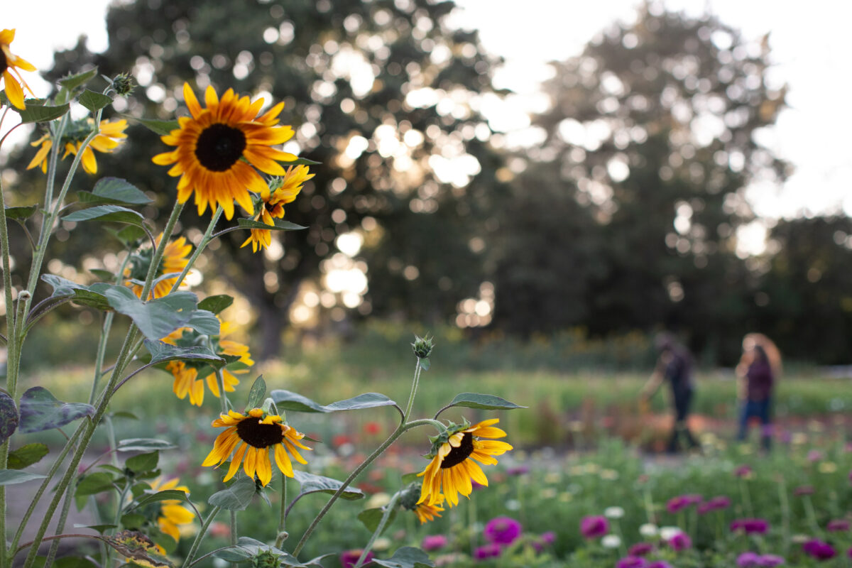 At Zannah Farms in Santa Rosa. (Eileen Roche)