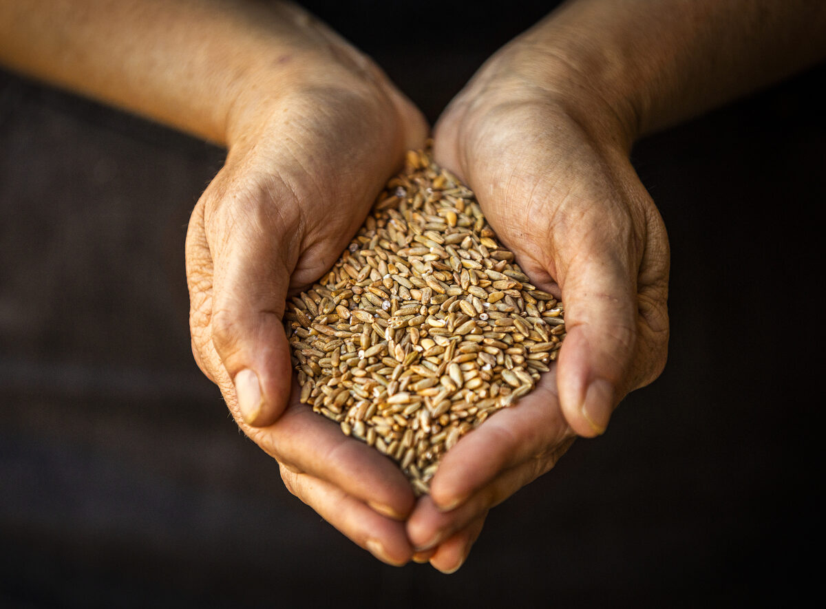 Spirit Works Distillery owners Timo and Ashby Marshall are now using local Sebastopol Gazelle Rye in their rye whiskey September 30, 2022. (John Burgess/The Press Democrat)