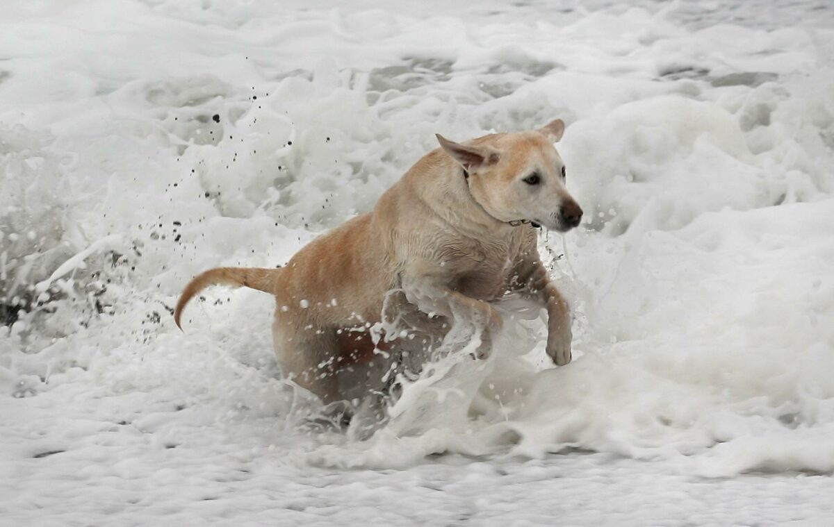 All dog owners know the struggle of having a fluffy companion that is rejected in many public places. Here are 20 places in Sonoma County that are dog friendly, to be enjoyed by you and your pup. 1. Portuguese Beach. (Mark Aronoff / Press Democrat)