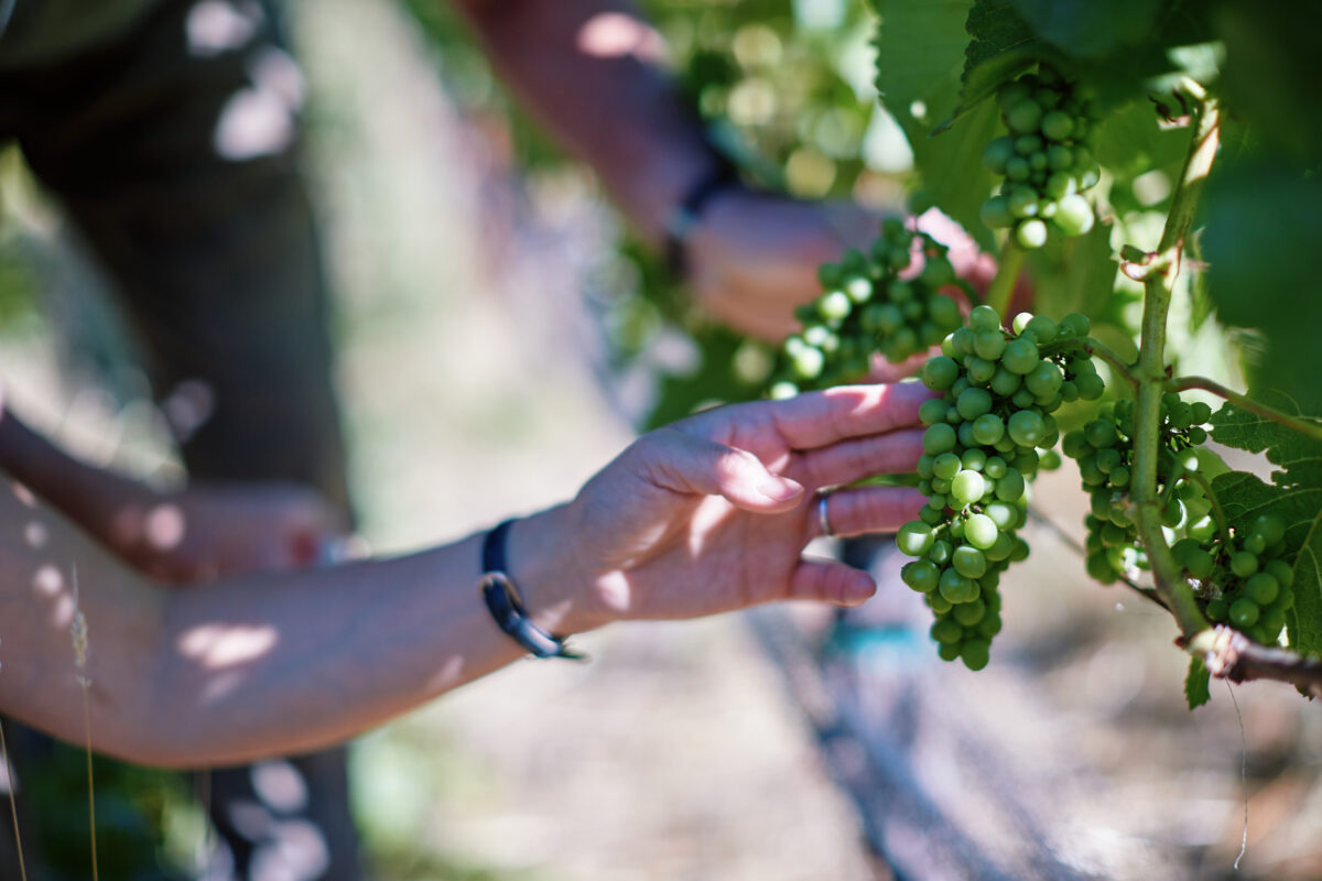 At Peay Vineyards. (Kim Carroll)