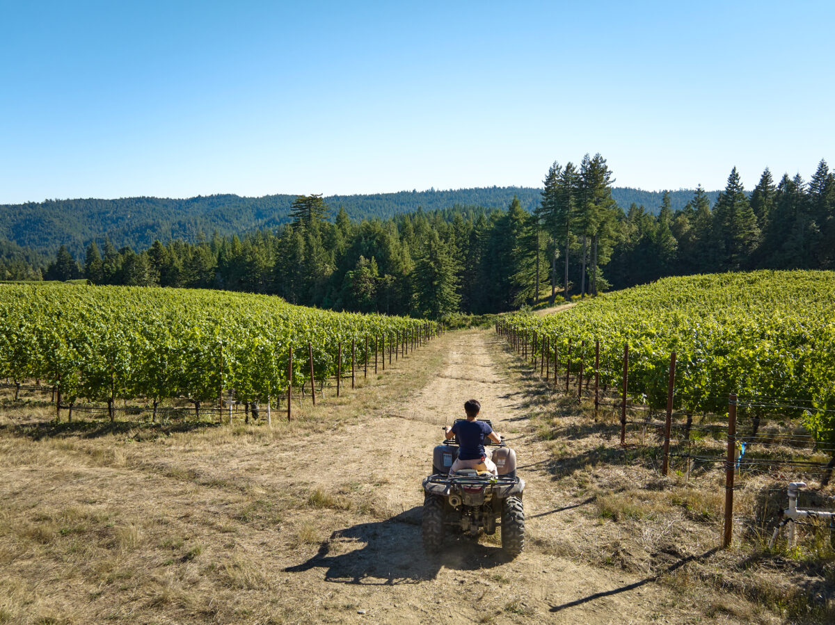 Winemaker Vanessa Wong heads out to the vineyards to check on ripening, a daily chore at harvest. (Kim Carroll)