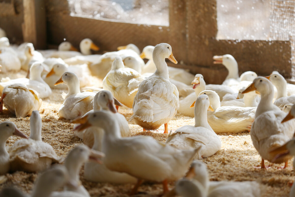 The ducks are raised sustainably on a diet of corn and other whole grains. (Christopher Chung/The Press Democrat)