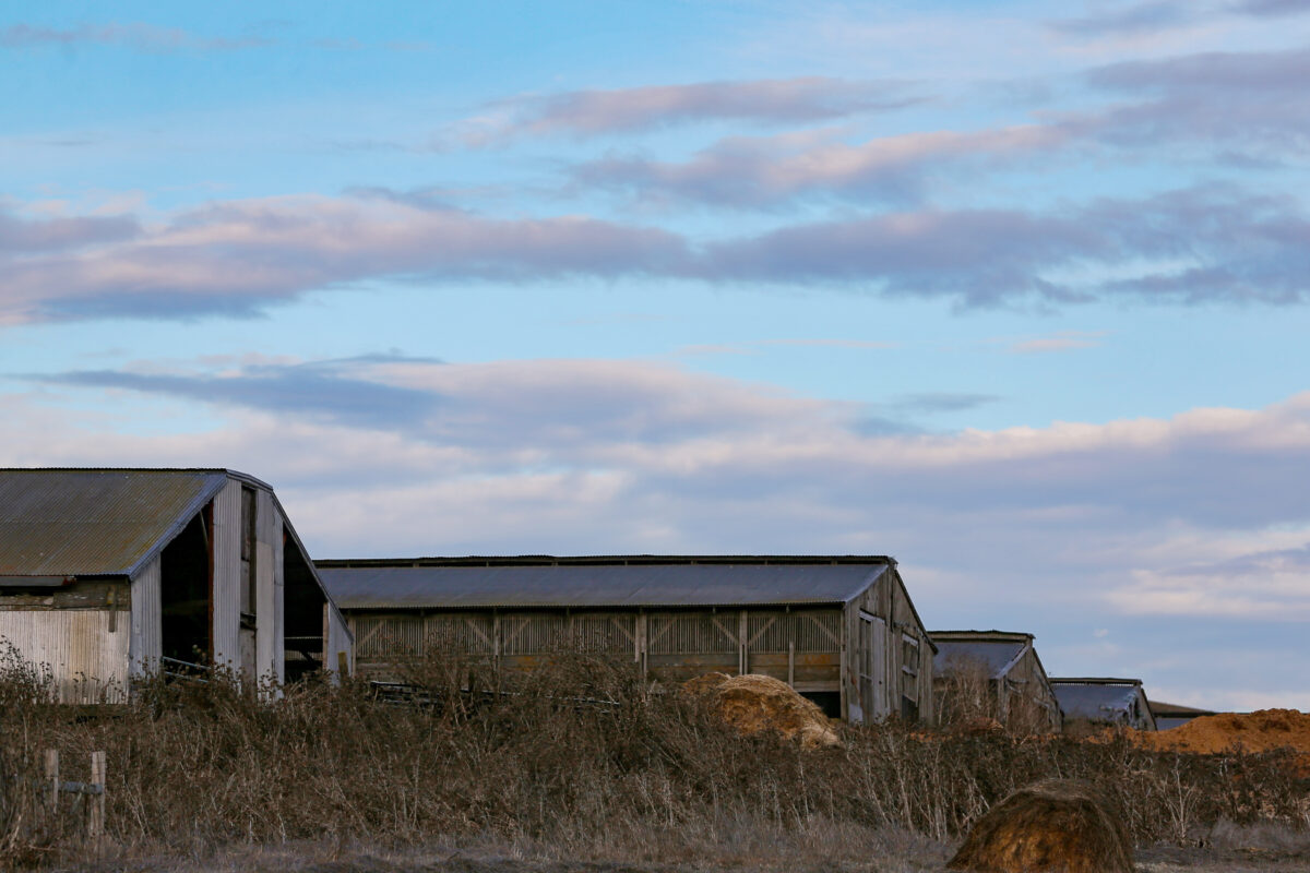 The long, low barns where Liberty Ducks are raised, outside Petaluma. (Christopher Chung/The Press Democrat)