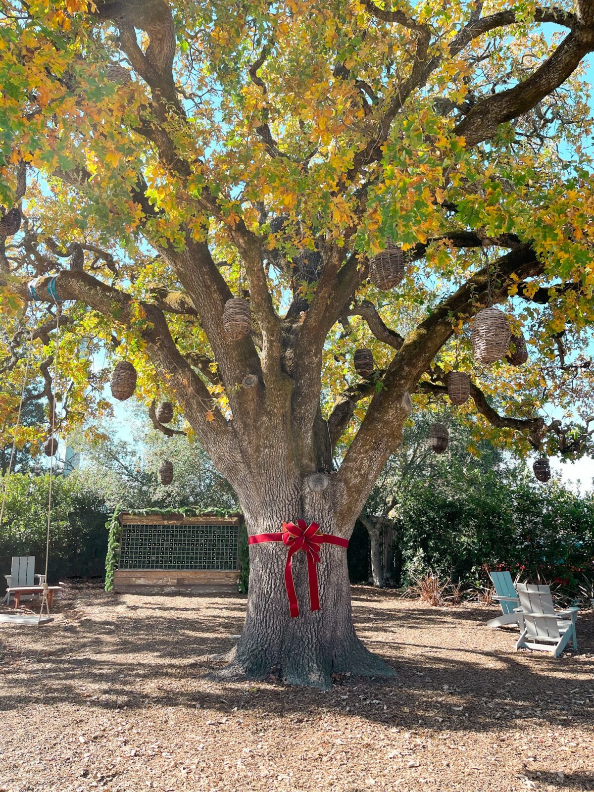The Heritage Oak and Dream Wall at the Lodge at Sonoma. (The Lodge at Sonoma, Autograph Collection)