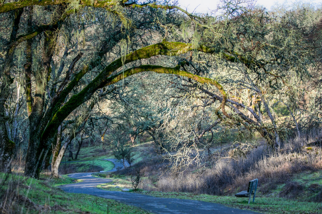 Valley of the Moon Trail at Sonoma Valley Regional Park, Glen Ellen. (Julie Vader/special to the Index-Tribune)