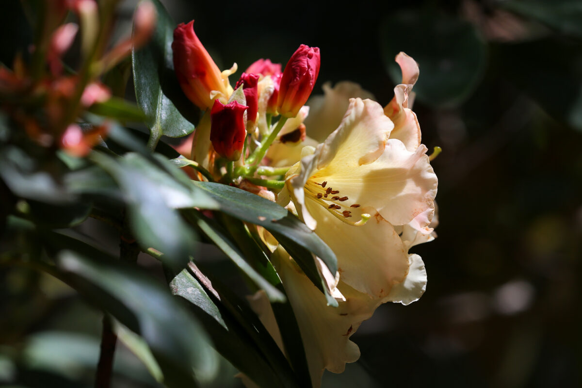 Young red buds produce a lighter pink flower as they bloom on a rhododendron at Botanica Nursery and Gardens (formerly Hidden Forest Nursery) near Sebastopol. (Christopher Chung/ The Press Democrat)