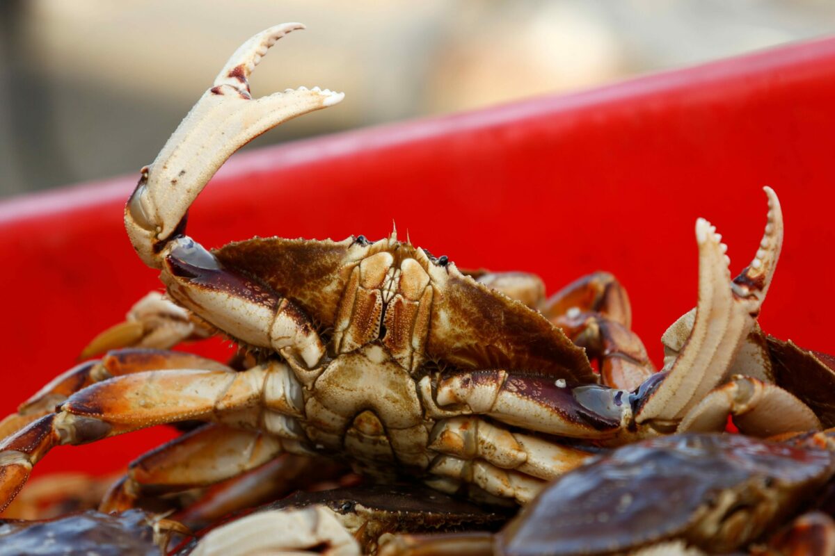 A Dungeness crab reaches out from a full container after being unloaded from the fishing vessel Donna Mia at North Coast Fisheries in Bodega Bay in April. (Alvin Jornada/The Press Democrat)