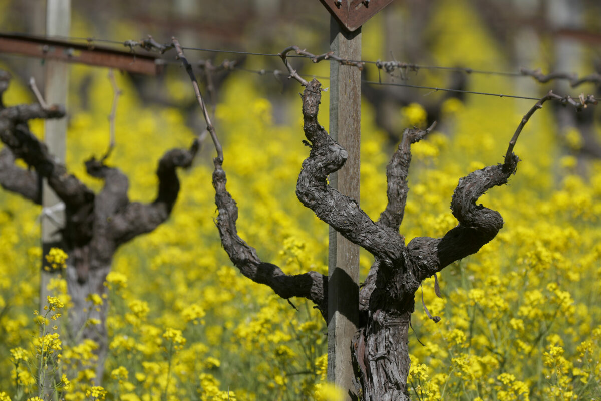 Mustard blooms in a vineyard in Rutherford, Tuesday, Feb. 27, 2024. (Beth Schlanker / The Press Democrat)