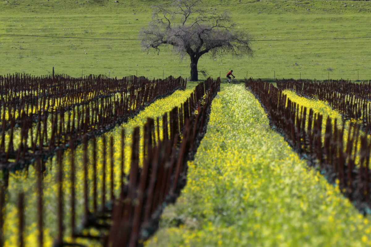 A cyclist rides along Yount Mill Road past mustard blooms in Yountville, Tuesday, Feb. 27, 2024. (Beth Schlanker / The Press Democrat)