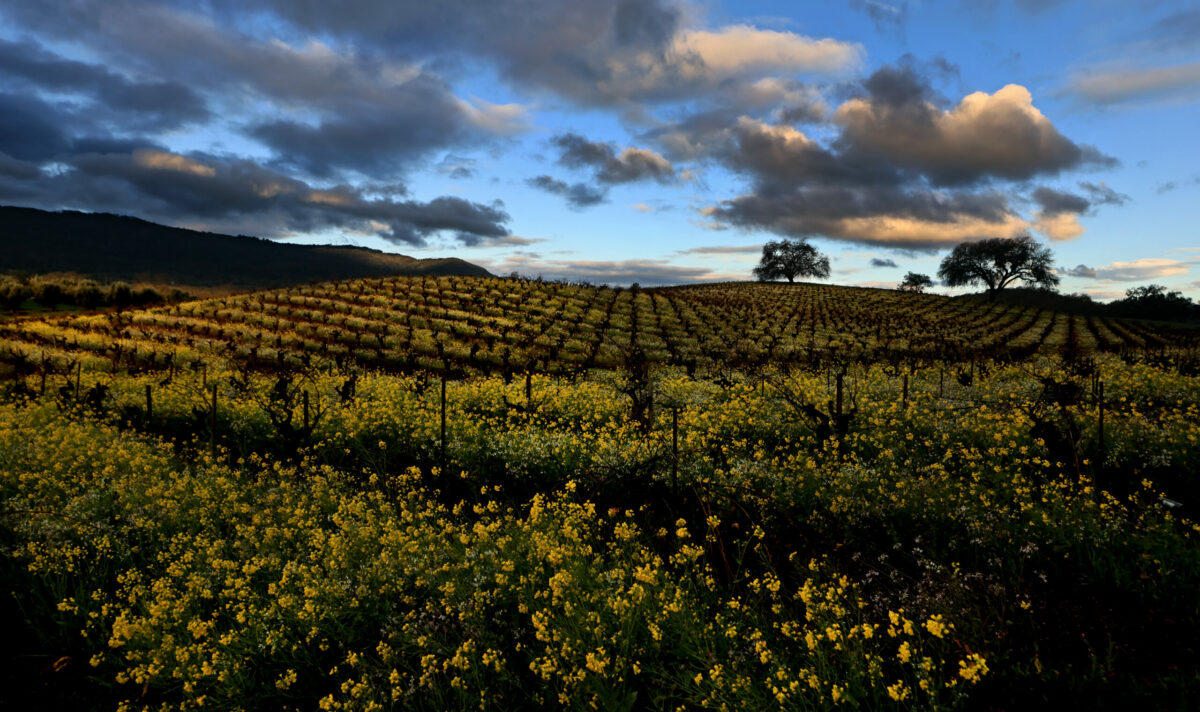 Early morning sun filters on to the B.R. Cohn vineyards fronting Highway 12 in Glen Ellen, Saturday, Feb. 11, 2023. At left is Sonoma Mountain. (Kent Porter / The Press Democrat) 