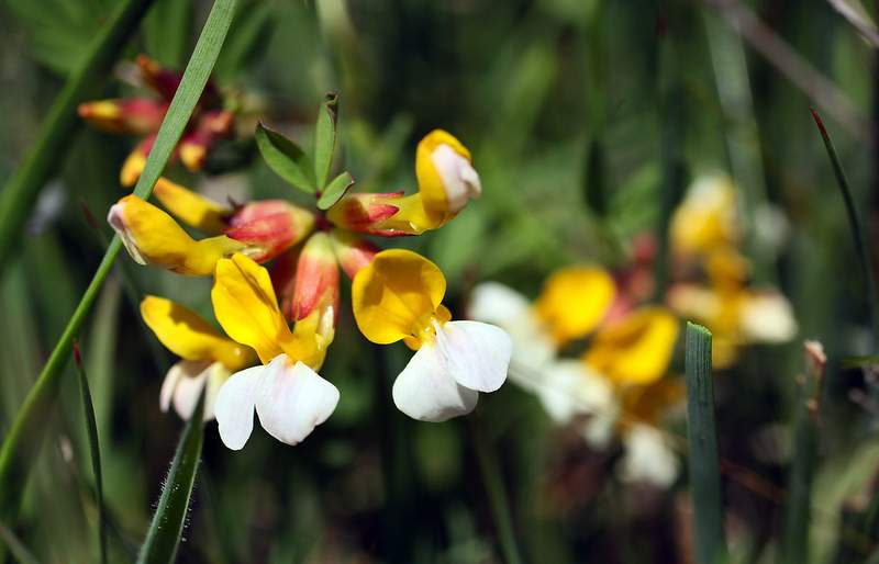 Harlequin lotus in the Jenner Headlands.